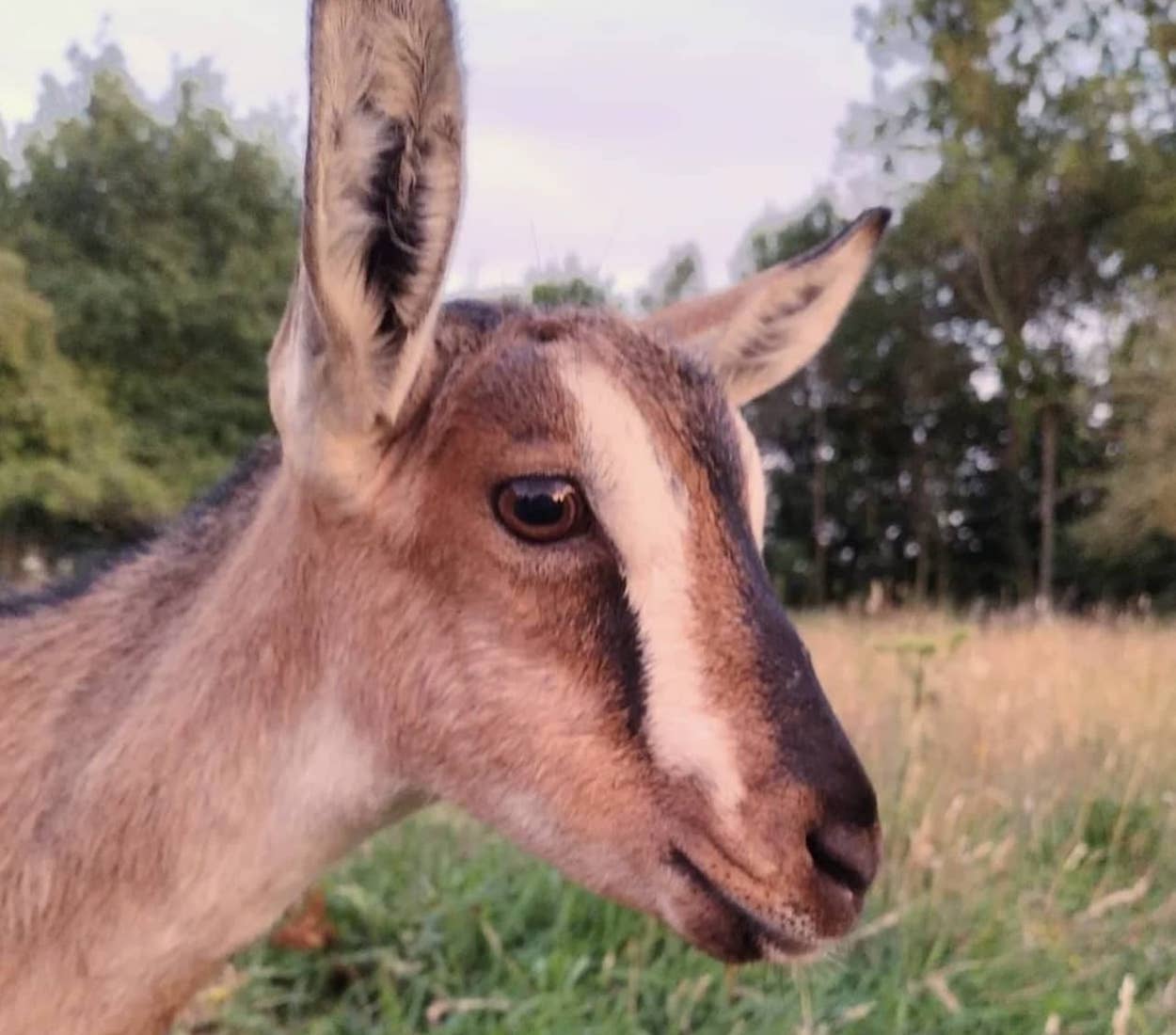 picture of a goat