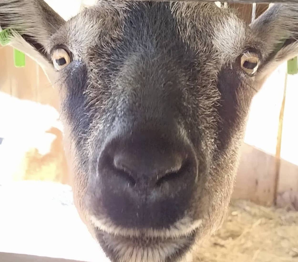 picture of a goat